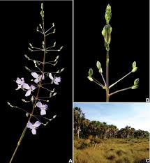 Image result for Aneilema lanceolatum