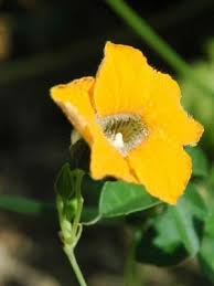 Image result for Momordica boivinii