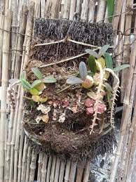 Image result for Bulbophyllum elliotii