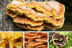 Chicken of the woods trees. Chicken Of The Woods Identification Poisonous Look Alike