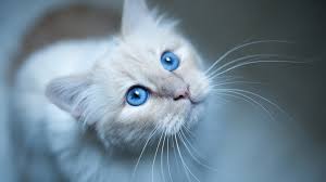Birds For Cats To Watch 4k 3840x2160 Cat 4k Free Image