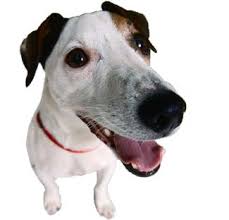 Hours may change under current circumstances Pain Sunnyside Pet Healthcare Center Sunnyside Ny