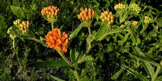 The websites of the lady bird johnson wildflower center and the north carolina botanical garden contain additional lists of native plant nurseries. Yellow Milkweed Flowering Time Description Seasonal Development And General Distribution In North Carolina