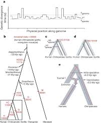 1 krw = 0.00368 myr. Genetic Evidence For Complex Speciation Of Humans And Chimpanzees Nature
