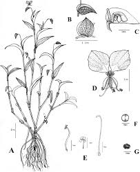 Image result for Commelina reptans