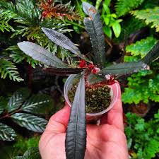 Image result for Sauvagesia