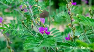 Image result for Tephrosia purpurea