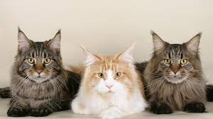 Berbicara mengenai merk makanan kucing terbaik, produk dari royal canin tentu tidak bisa kamu lewatkan. 6 Ras Kucing Terbaik Untuk Jadi Peliharaan Pertama Di Rumah Hot Liputan6 Com