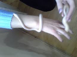 Check spelling or type a new query. Sarpe De Porumb Albino Animale Cu Sange Rece Albmirela