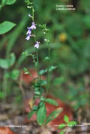 Us Wildflower Downy Lobelia Lobelia Puberula Lobelia amoena est le nom d'une espèce appartenant au genre lobelia. downy lobelia lobelia puberula
