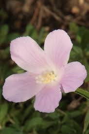 Image result for Hibiscus lobatus