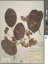 Image result for Flabellaria paniculata