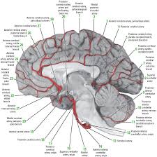 Blood in the brain is supplied by two pairs of large blood vessels (arteries): Anatomy Of Blood Vessels Exercise 21 Anatomy Drawing Diagram