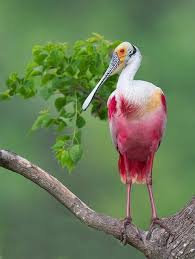 The Roseate Spoonbill Platalea Ajaja Sometimes Placed In Its Own Genus Ajaja Is A Gregarious Wading Bird Of The Ibis And Sp Met Afbeeldingen Vogels Kleurrijke Vogels Natuur