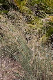 Image result for Hyparrhenia poecilotricha