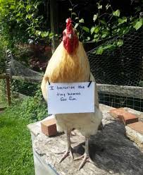 Ufunk Net Images Droles Animaux Droles Poule