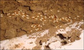 We provide quality pest control service throughout new jersey, including montclair, west orange, short hills, the caldwells, and northern new jersey. Eco Friendly Termite Management In Tropical Conditions Springerlink