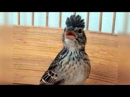 Branjangan dari daerah ini memiliki volume suara yang keras dengan bunyi yang bervariasi. Ciri Burung Branjangan Jawa Contoh Lif Co Id