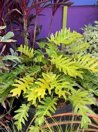 Philodendron Xanadu Gold Rarely Seen Garden Treasures Facebook