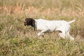 Dorn vom teuberschlag (chilli) x knights wrigleys ivy jean monster jh. Krecklau German Shorthairs Krecklau German Shorthair Home