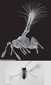 Species New to Science: [Entomology • 2013] A new genus and species of  fairyfly, Tinkerbella nana (Hymenoptera, Mymaridae) from Costa Rica, with  comments on its sister genus Kikiki, and discussion on small