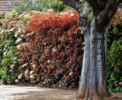Red tip photinia is a hedge growing shrub with bright red foliage and small white colored flowers that bloom in the spring months. Photinia Planting Pruning And Advice On Caring For Them