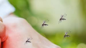 मच्‍छर से परेशान हैं तो घर पर बना लें मॉस्‍क‍िटो र‍िफ‍िल, यह है बनाने का  आसान तरीका | make this natural mosquito repellent to keep Mosquitoes Away,  know other tips