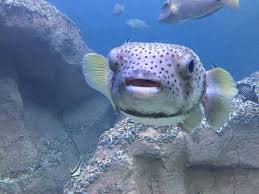 Pufferfish At Texas State Aquarium Fish Pet Puffer Fish Pets