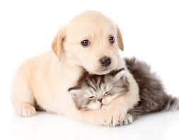We did not find results for: White Background Animals Dog Cat Baby Animals Hd Wallpaper Wallpaperbetter