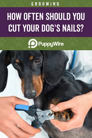 how often should you cut your dog s