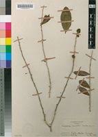 Image result for Carpolobia goetzei