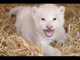 We did not find results for: Cute White Lion Cub Youtube