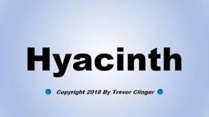 Learn how to pronounce hyacinth in english with the correct pronunciation approved by native linguists. Best Of Hyacinth Pronunciation Free Watch Download Todaypk
