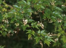 Image result for Indigofera congesta