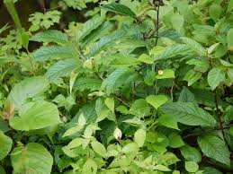 Image result for Sida veronicifolia
