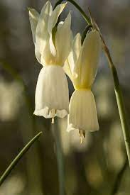 Narcissus Triandrus