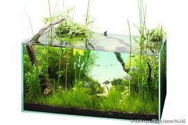 How to grow money plant in fish bowl | money plants growing ideas | pothos decoration //green plants.in this video:tips to growing money plant in aquarium or. Nature In The Glass Reproduce The Lost Yoroigata A Haven For Fish Formed By Aquatic Plants Ada
