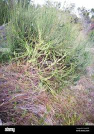 Image result for Anthospermum