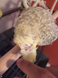 Can A Cockatiel Fly Without Tail Feathers? | Tail Feathers, Cockatiel, Bird  Facts