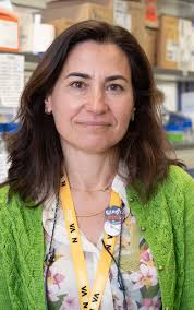 Avanços na investigação das doenças da retina: NOVA Medical School aposta  em diagnóstico precoce e novas terapias