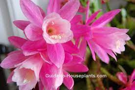 It was bred from two unique parent plants that both grow in the south american rainforests, specifically in brazil. Orchid Cactus Care How Tos And Pictures Epiphyllum Spp And Hybrids