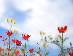 Tickets, tours, address, campo de' fiori reviews: Fiori Di Campo Rossi Foto Gratis