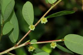 Image result for Phyllanthus beillei