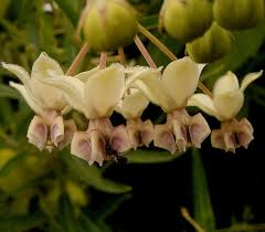 Image result for Gomphocarpus semilunatus