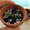 How fast a succulent or cactus grows will depend on the variety of the species, its growing conditions and, of course, what you consider fast or slow. 1