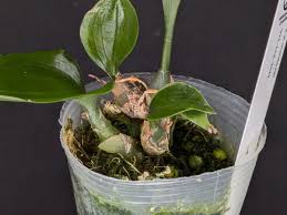 Image result for Oeceoclades saundersiana