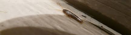 Lüften sie im sommer morgens und abends ordentlich durch und lassen auch im winter mehrmals täglich frische luft herein. Silberfische Im Haus Tipps Gegen Silberfischchen