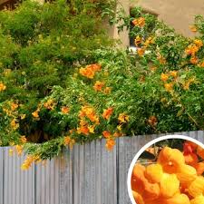 Image result for Tecoma weberbauriana