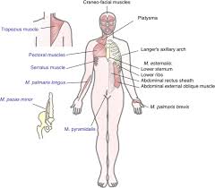 The Panniculus Carnosus Muscle An Evolutionary Enigma At The Intersection Of Distinct Research Fields Naldaiz Gastesi 2018 Journal Of Anatomy Wiley Online Library