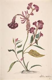 Silver Spiked Cockscomb Plumed Cockscomb Celosia Argentea By Alida Withoos Circa 1659 1730 Gra Wildflower Drawing Botanical Drawings Botanical Painting